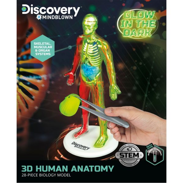 3D Human Anatomy Science Kits SG 3d-human-anatomy-science-kits-sg