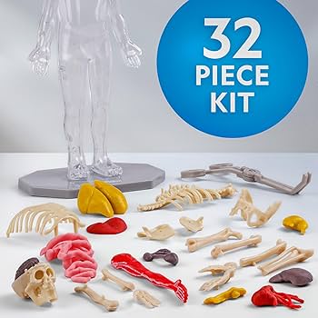 Human Body Science Kit   