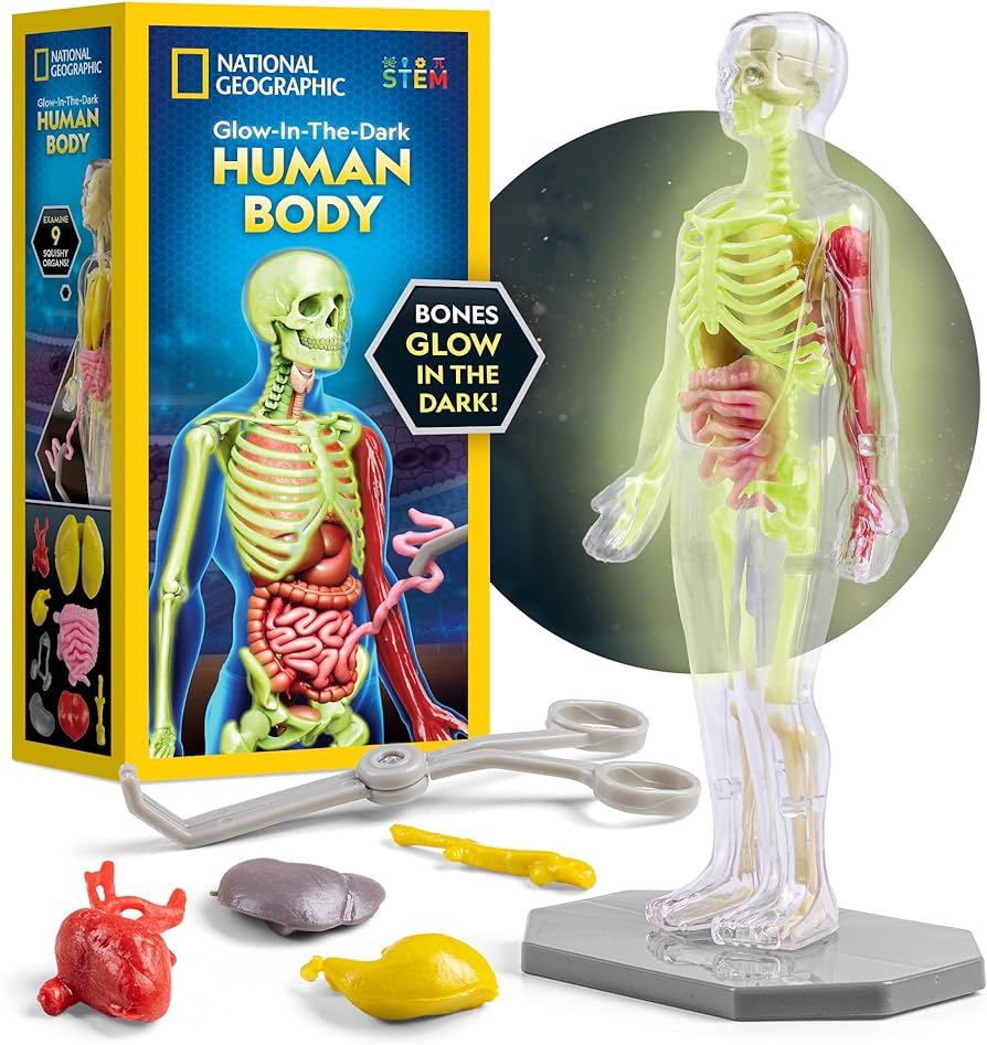 Human Body Science Kit   