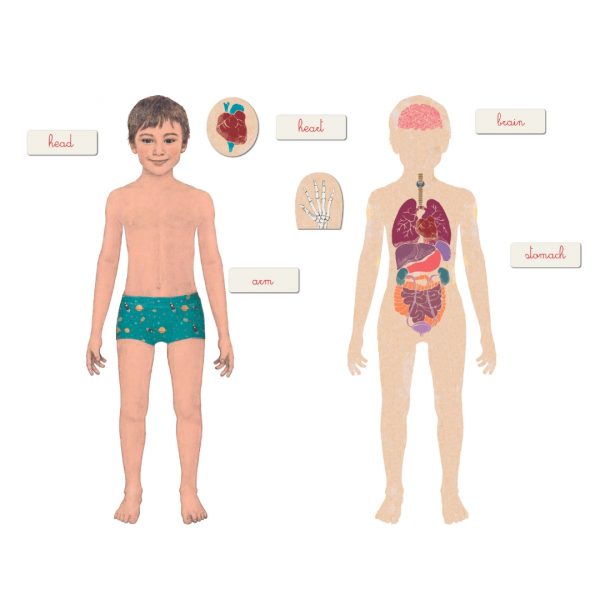Montessori Human Body – Science Kits SG