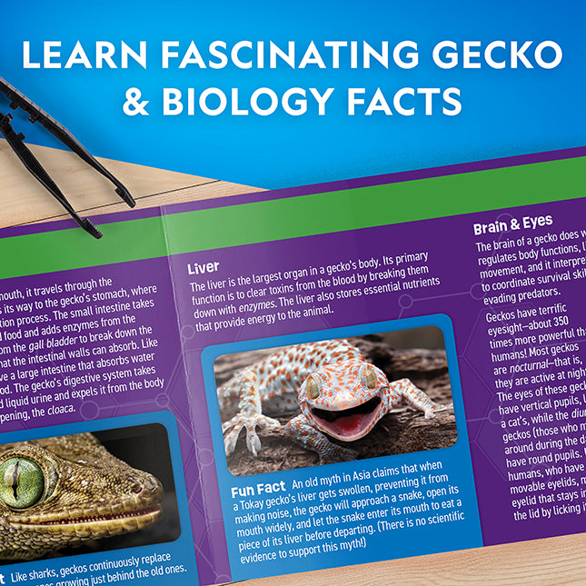 Gecko Dissection Lab   