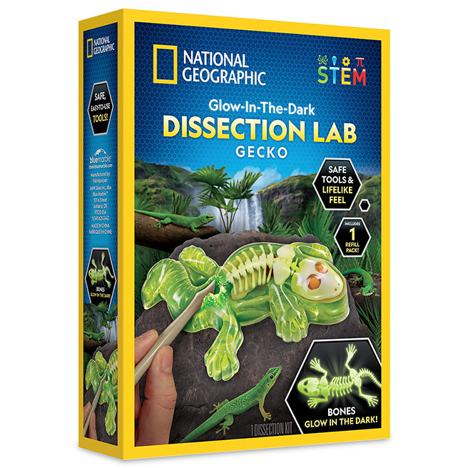 Gecko Dissection Lab   