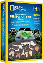 Gecko Dissection Lab   