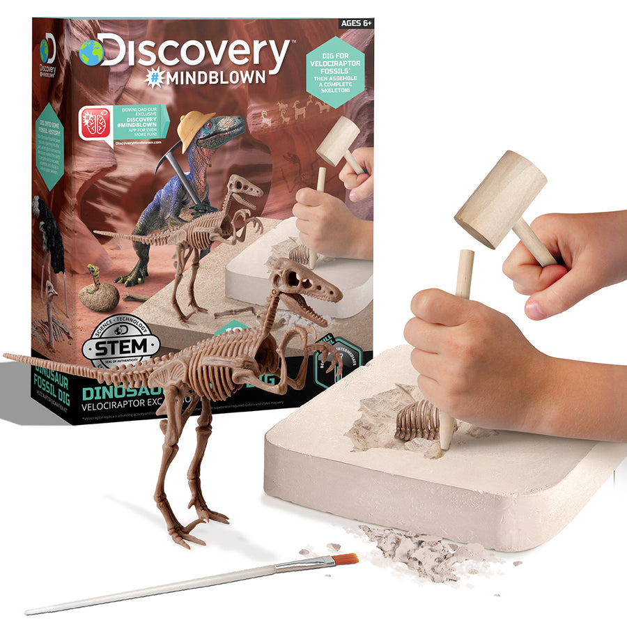Discovery Mindblown Dinosaur Fossil Dig (Velociraptor Excavation Kit) | Sciencekits.sg